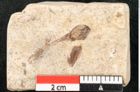 Foto (Detailansicht) von Acer trilobatum Braun (NHMW-GEO-2024-0188-8183)